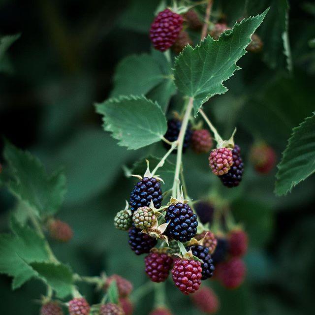 Berry Medley: Farm-Fresh Natural Sweets